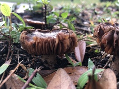 Basidiomycota