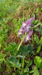 Corydalis conorhiza