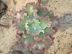 Echeveria