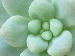 Sedum treleasei