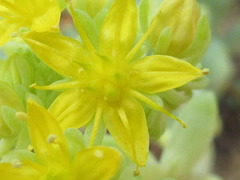 Sedum treleasei