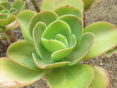 Echeveria pallida