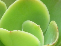 Echeveria pallida