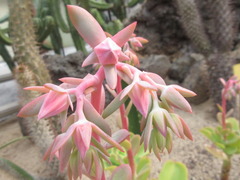 Echeveria pallida