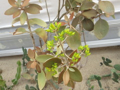 Kalanchoe orgyalis