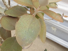 Kalanchoe orgyalis