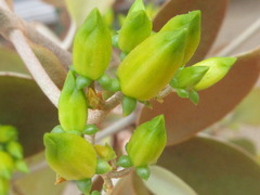 Kalanchoe orgyalis