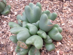 Conophytum frutescens