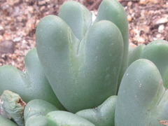 Conophytum frutescens
