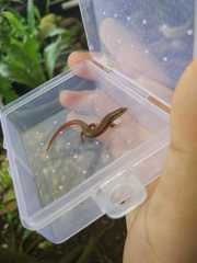 Subdoluseps bowringii