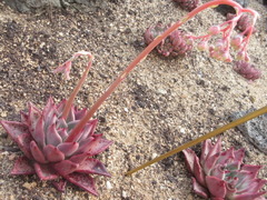 Echeveria agavoides