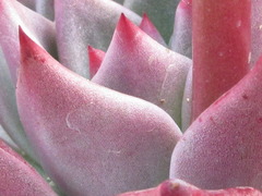 Echeveria agavoides