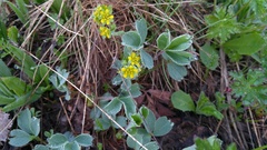 Sibbaldia parviflora