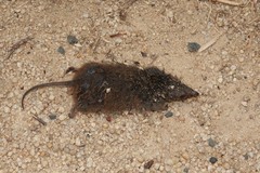 Antechinus minimus