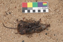 Antechinus minimus