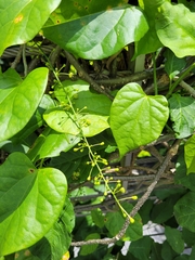 Tinospora