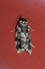 Barea exarcha
