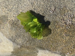 Ulva californica