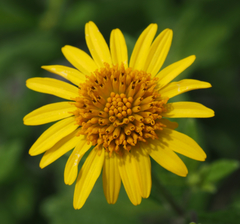 Verbesina neotenoriensis