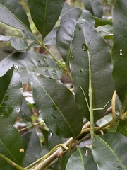 Candovia granulosa