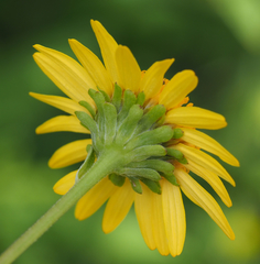 Verbesina neotenoriensis
