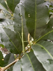Candovia granulosa