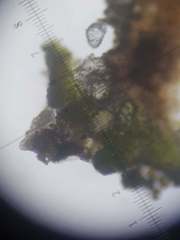 Lecanora galactiniza