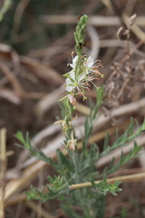 Oenothera hexandra