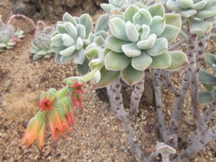 Echeveria pulvinata