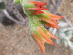 Echeveria pulvinata
