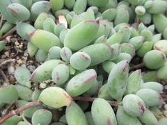 Cotyledon pendens