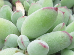 Cotyledon pendens