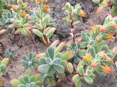Echeveria pulvinata