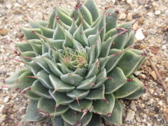 Graptoveria