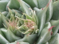 Graptoveria