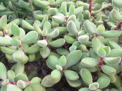 Crassula rogersii
