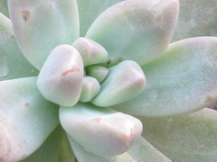 × Graptosedum
