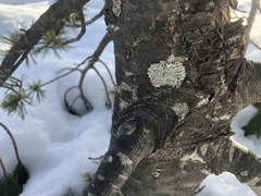 Parmeliopsis hyperopta