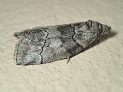 Corula geometroides