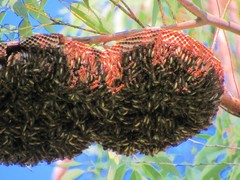 Apoica