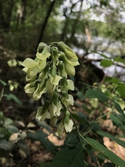 Baptisia megacarpa