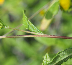 Verbesina neotenoriensis