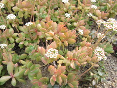 Crassula sericea velutina