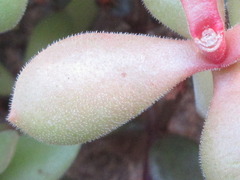 Crassula sericea velutina