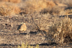 Pterocles orientalis
