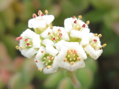 Crassula sericea velutina