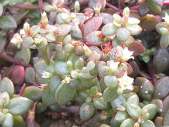 Crassulaceae