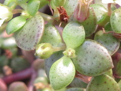 Crassulaceae