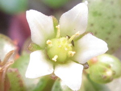 Crassulaceae