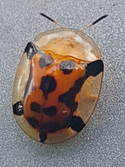 Aspidimorpha westwoodi